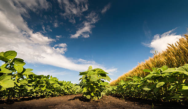 istock field of soybean 540106126