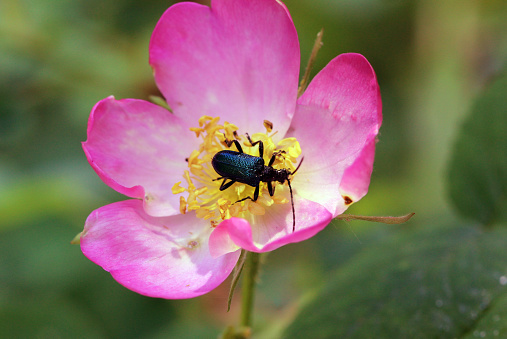 beetle crawling into a flower of wild rose in the spring forest