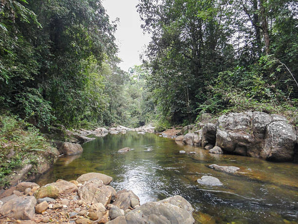 istock Sinharaja rainforest in Sri Lanka 540108884