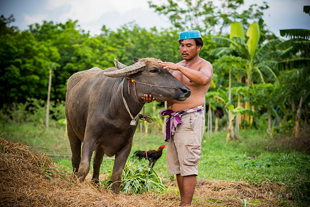 istock In hot day.A farmer take a bath his buffalo . 540108914