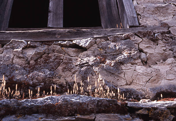 A plant similar to a mushroom seen in a dirt-walled inn on the Everest Road overlooking the Himalayas with 8,000m of mountains