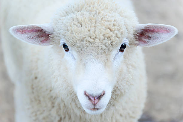 istock Good eyes of sheep 540110408