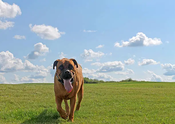 Bullmastiff dog walking on grass with a bright blue sky filled with clouds behind him 