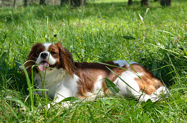 istock Charming Dog, Cavalier King Charles Spaniel (Blenheim) After Run 540111676