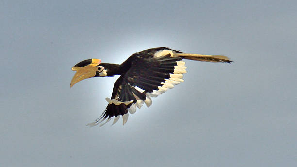 istock The great hornbill (Buceros bicornis) in Yala National Park. 540111908