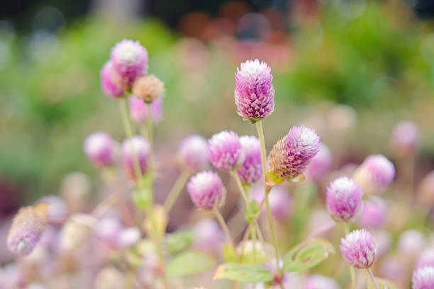 istock Globe Amaranth Flower with selective focus and blurred backgroun 540112142