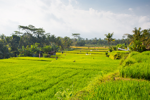 Beautiful morning view indonesia Panorama Landscape paddy fields with beauty color and sky natural light