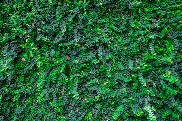 istock Asia Green leaves on the wall background texture (Selective focus) 540114316