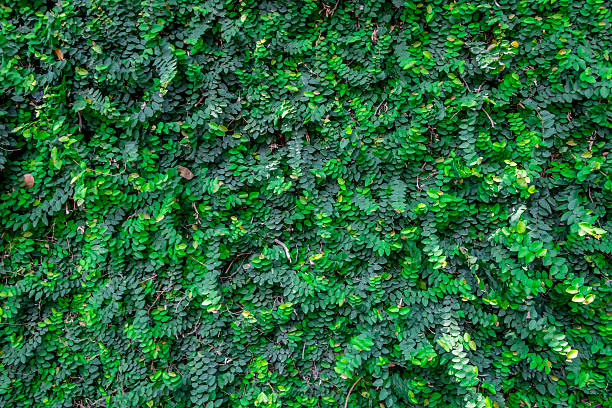 istock Asia Green leaves on the wall background texture 540114434