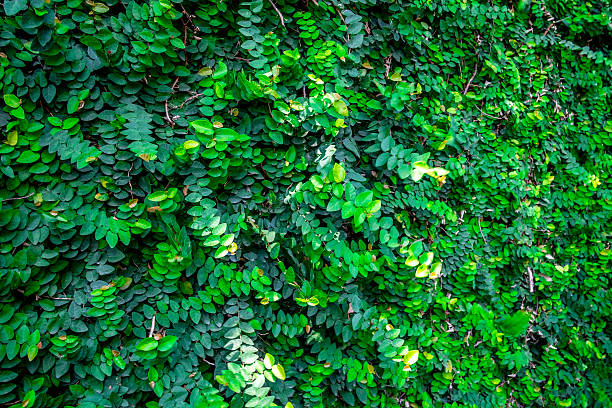 istock Asia Green leaves on the wall background texture (Selective focus) 540114684