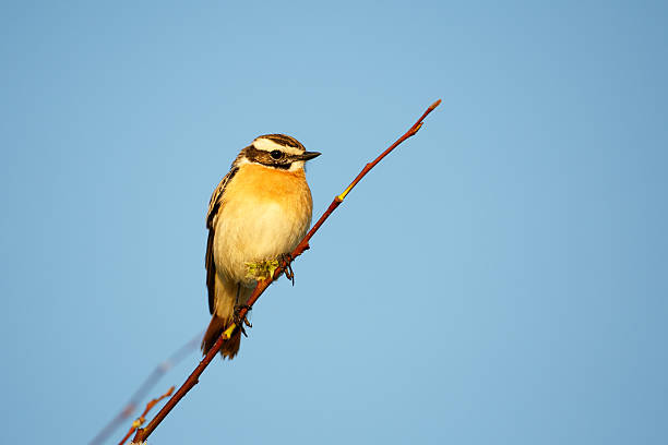 istock Whinchat isolated on blue sky 540114686