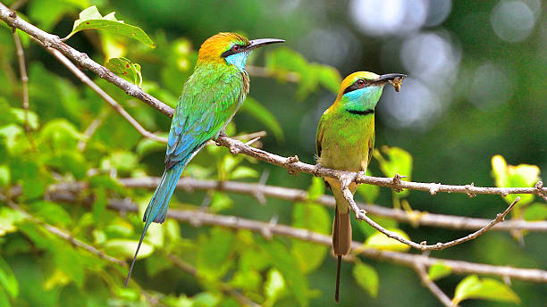 istock Bee eaters with bee in mouth 540115426