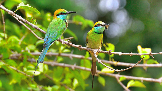istock Bee eaters with bee in mouth 540115432