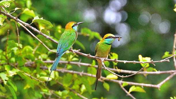 Bee eaters with bee in mouth stock photo