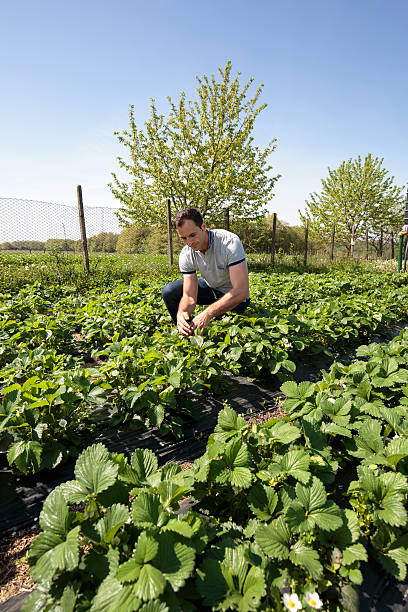 istock Farmer in strawberry field 540115458