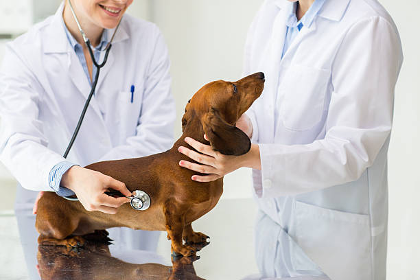 grande plano de veterinário com estetoscópio e cão em clínica - dog dachshund pets close up imagens e fotografias de stock