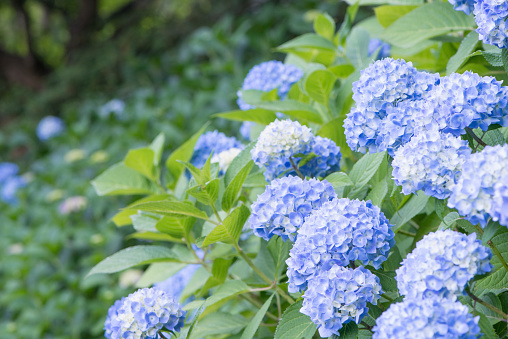 Blue hydrangeas