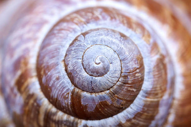 istock detailed natural spiral shell closeup abstract 540117716