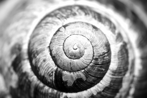 spiral shell close up abstract macro photo