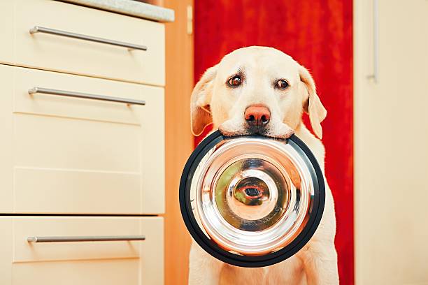 istock Dog is waiting for feeding 540120278