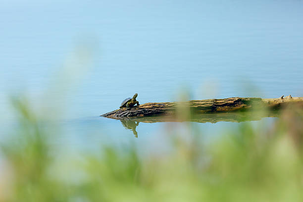 istock Turtle sitting on the log in the water 540120432