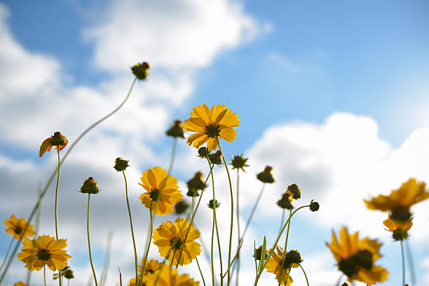 istock Coreopsis pubescens flowers on blue sky background 540120880