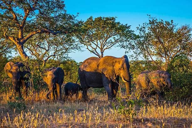 istock Herd of elephants going to drink. Sunset 540121008