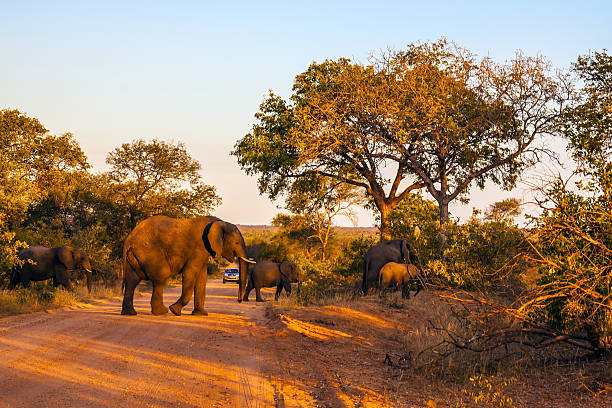 istock Huge herd of elephants 540121144