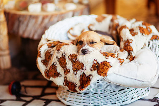 Beautiful beagle puppy