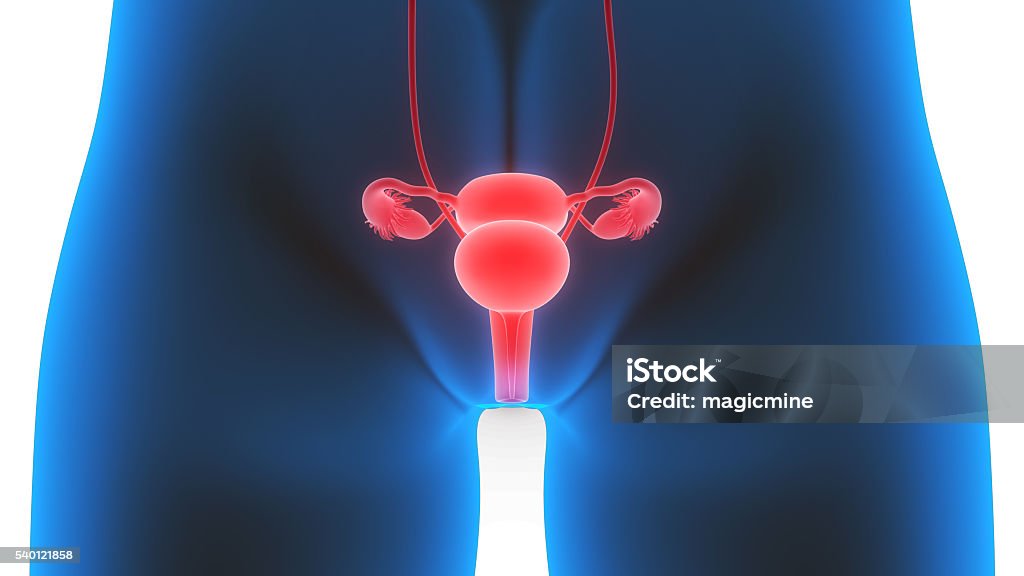 Female Reproductive System 3D Illustration of Female Reproductive System Anatomy Stock Photo