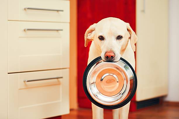 istock Dog is waiting for feeding 540121986