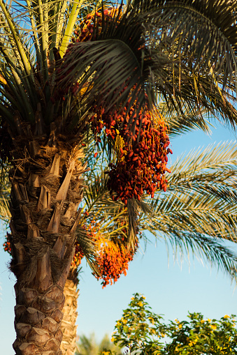 Date palm tree with red dates
