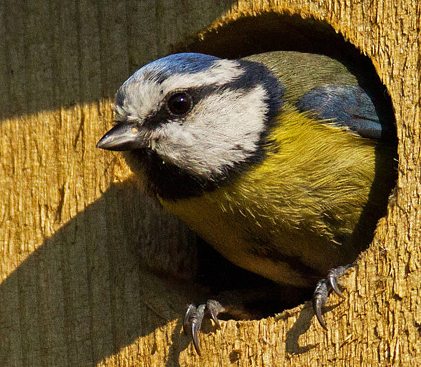 Blue Tit in a nesting box. A close up photograph of a Blue Tit perched on the entrance to a nesting box. nesting box stock pictures, royalty-free photos & images