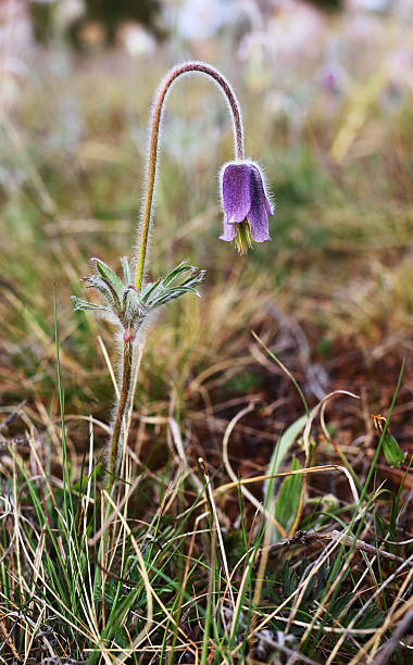 Small pasque flower Pulsatilla pratensis (small pasque flower) pulsatilla pratensis stock pictures, royalty-free photos & images