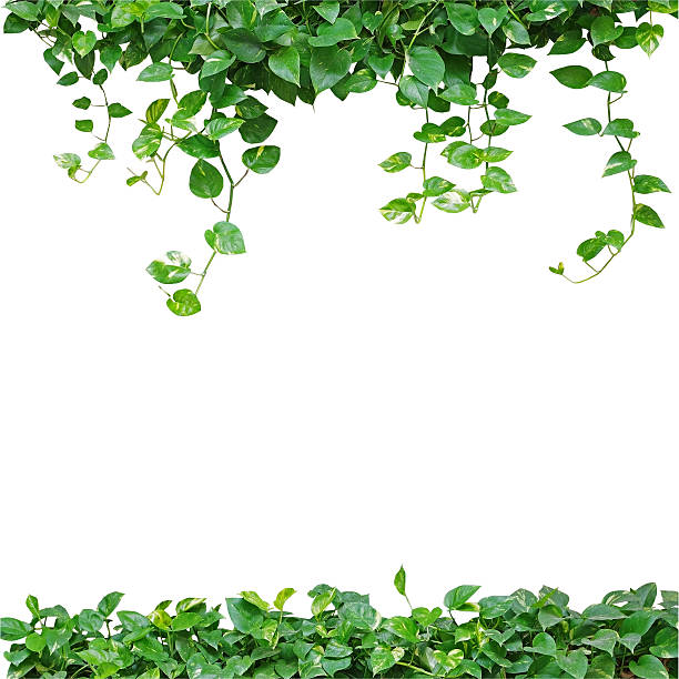 istock Heart shaped leaves vine, devil's ivy, golden pothos, isolated o 540127628
