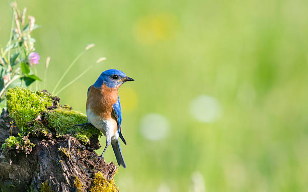 Eastern Bluebird, Sialia sialis, male bird perching Eastern Bluebird, Sialia sialis, male bird perching in a wildflower field. biodiversity stock pictures, royalty-free photos & images