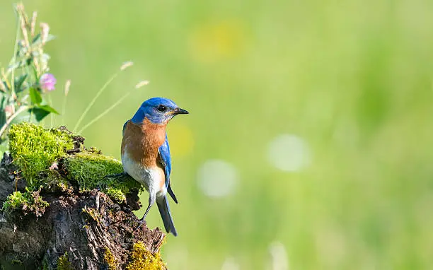 Eastern Bluebird, Sialia sialis, male bird perching in a wildflower field.