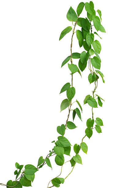 istock Heart shaped green leaf vines isolated on white background, clip 540128876