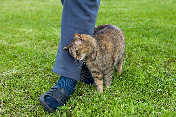 gatto grigio  - strofinare foto e immagini stock