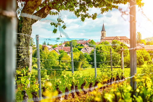 Horizontal composition vibrant color photography of french vineyard with forming grapes and poles in spring season with a beautiful small village with church in background. This picture was taken with a bright sunlight in Bugey mountains, in Ain, Auvergne-Rhone-Alpes region in France (Europe). Grapes overlooking a small French village with brown roofs and a beautiful church. Selective focus on the church and roof in background.