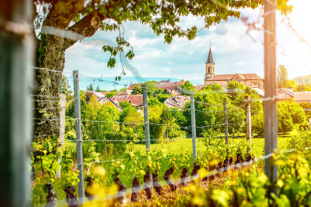 French vineyard with beautiful village in background in spring season Horizontal composition vibrant color photography of french vineyard with forming grapes and poles in spring season with a beautiful small village with church in background. This picture was taken with a bright sunlight in Bugey mountains, in Ain, Auvergne-Rhone-Alpes region in France (Europe). Grapes overlooking a small French village with brown roofs and a beautiful church. Selective focus on the church and roof in background. beaujolais region stock pictures, royalty-free photos & images