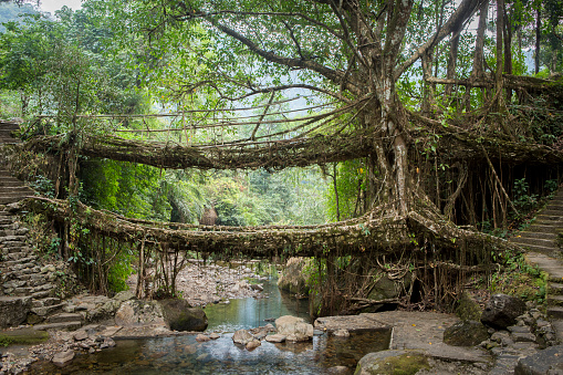 Living root bridges are handmade from the aerial roots of banyan fig trees by Khasi people.