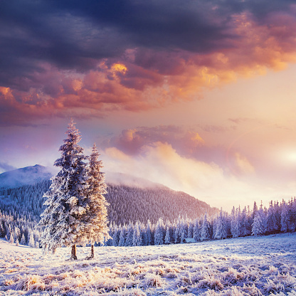 Landscape in white snowy mountain forest fool of sun shining.