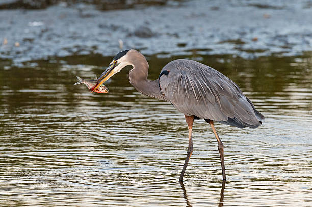 istock Great Blue Heron eating fish, Ardea herodias 540130770