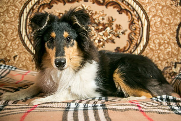 Australian Shepherd dog standing in park