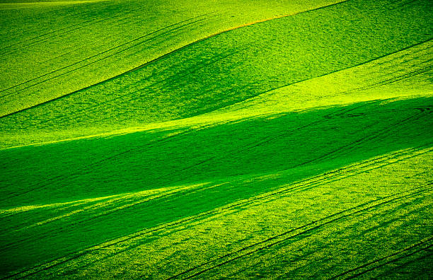 istock Green wavy hills in South Moravia 540131722