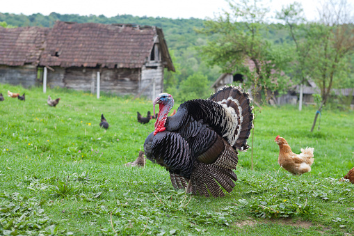 A large male turkey on a farm nears Thanksgiving day.   Photographed in Washington State, USA.