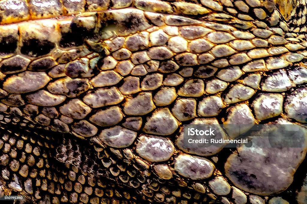 Holde botanist Ring tilbage Iguana Skin Close Up Texture Stock Photo - Download Image Now - Gavial,  Abstract, Animal - iStock