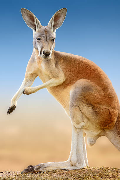 red kangaroo - ready for a fight close-up of a red kangaroo in a funny pose - looking as if it is rolling up it´s sleeves kangaroos fighting stock pictures, royalty-free photos & images