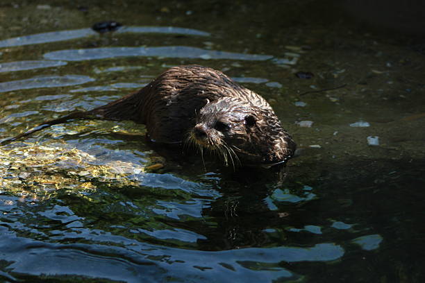 istock Otters in the water 540195638